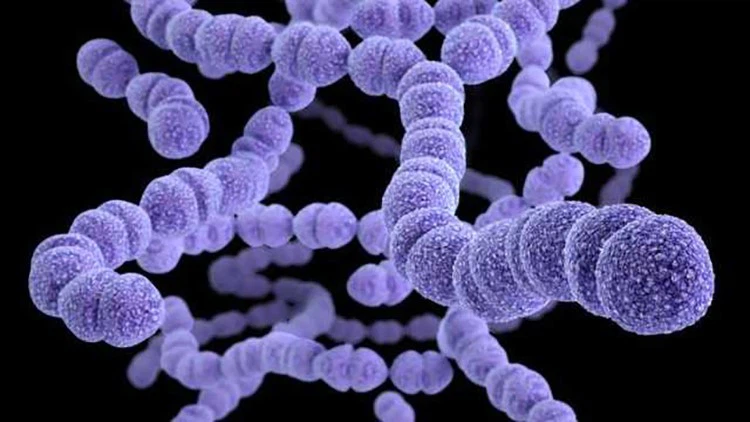 Streptococcus Spp Streptococcus Spp