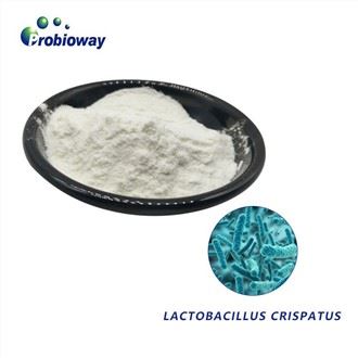 Порошок Lactobacillus Crispatus